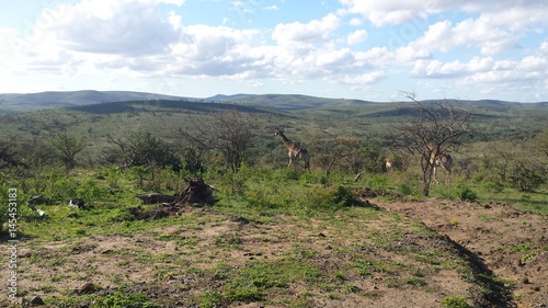 distant giraffes in south african savannah