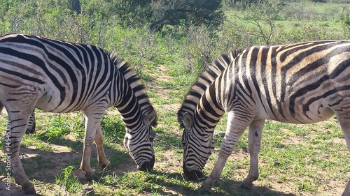 camouflage of the zebras in south africa