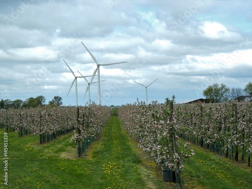 Windräder und Apfelplantage am Niederrhein bei Tönisvorst