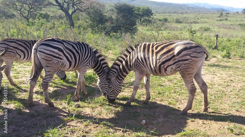 camouflage of the zebras in south africa