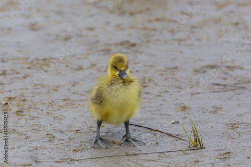 yellow baby gray goose (anser anser) standing in mud