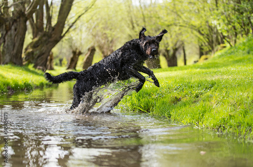 Black mutt dog jumping across stream.