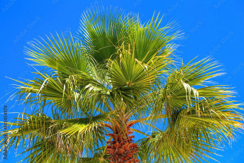 Fototapeta premium palm tree close-up against the blue cloudless sky