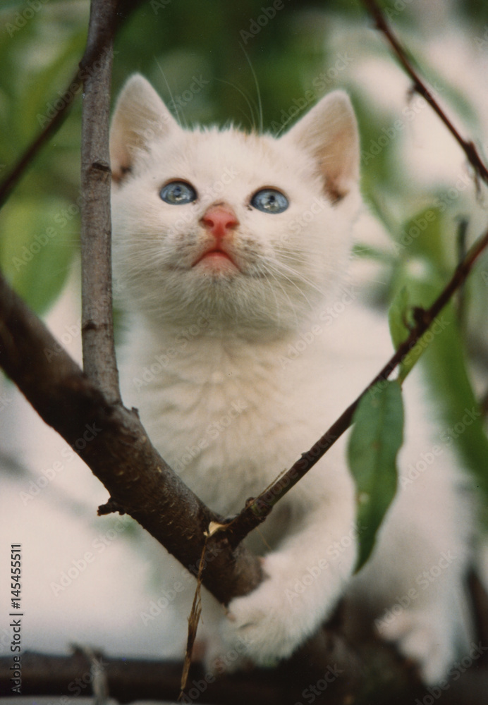 Obraz premium Gattino Bianco (GIMP) 1989