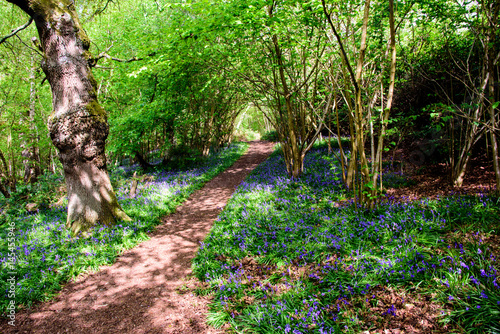 Walking with bluebells in the woods