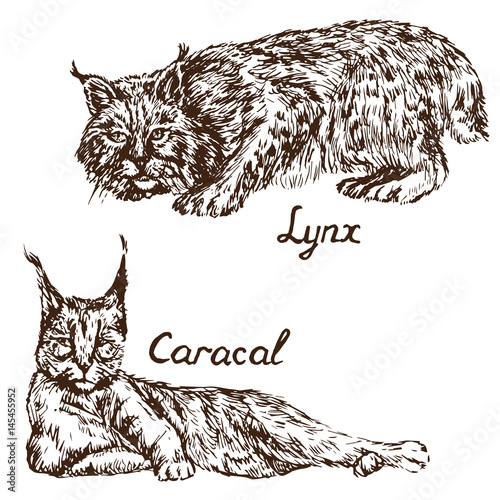 Caracal (red cat, rooikat, red or Persian lynx) and Lynx (bobcat), hand  drawn doodle, sketch in pop art style, vector illustration Stock Vector |  Adobe Stock