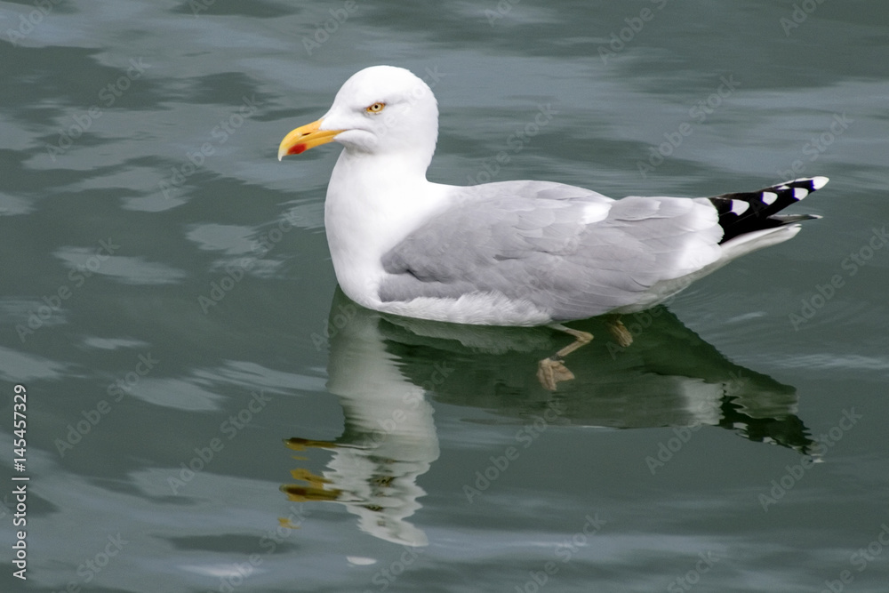 European herring gull on water