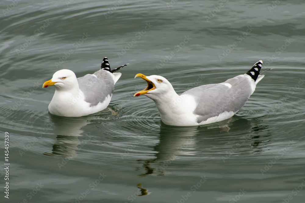 Fototapeta premium European herring gull