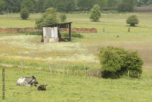 Landschap in de Ardennen photo