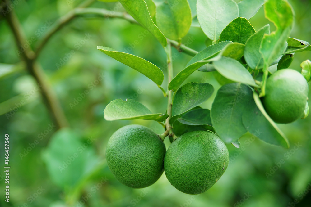 Limes hanging on the lime tree