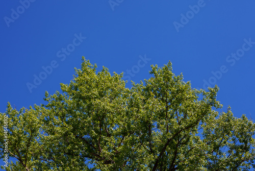 Treetop in Spring