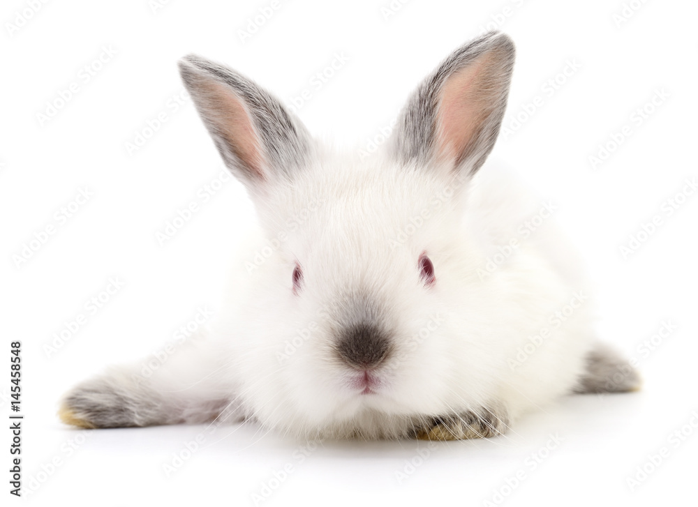 White bunny rabbit. White bunny rabbit.