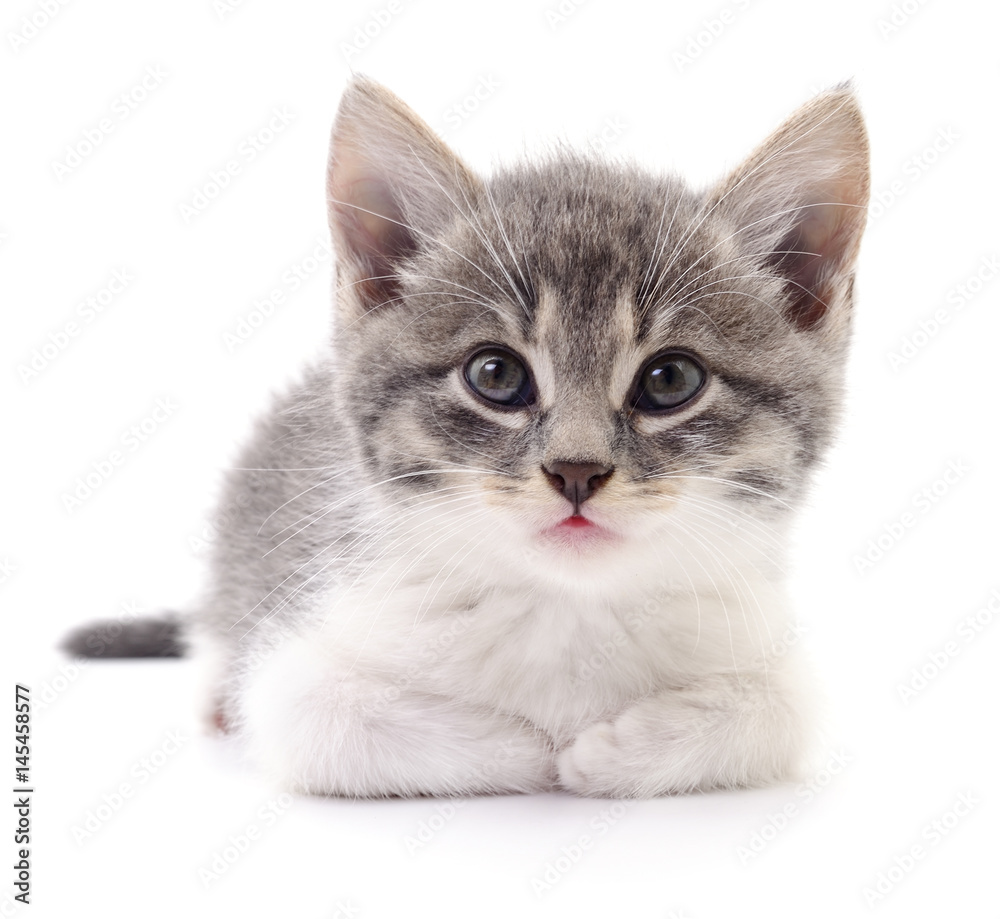 Kitten on white background.