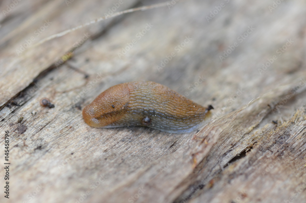 Loche roussâtre (Arion subfuscus)