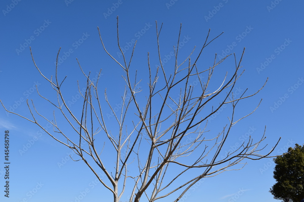 冬の木の枝 冬の木の枝