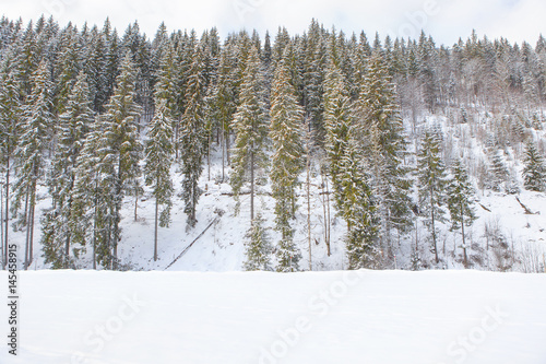 fir trees on the snowy hill