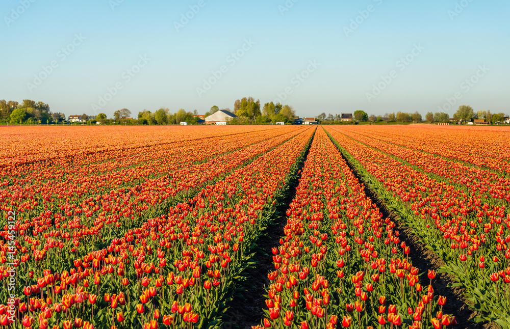Red with yellow colored tulip flowers in long converging flower beds at a Dutch bulb nursery