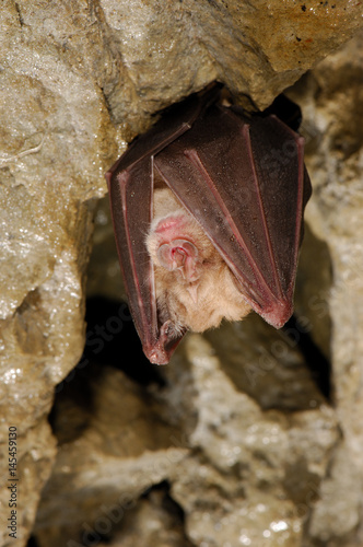 Greater Horseshoe Bat in hibernation in a cave photo