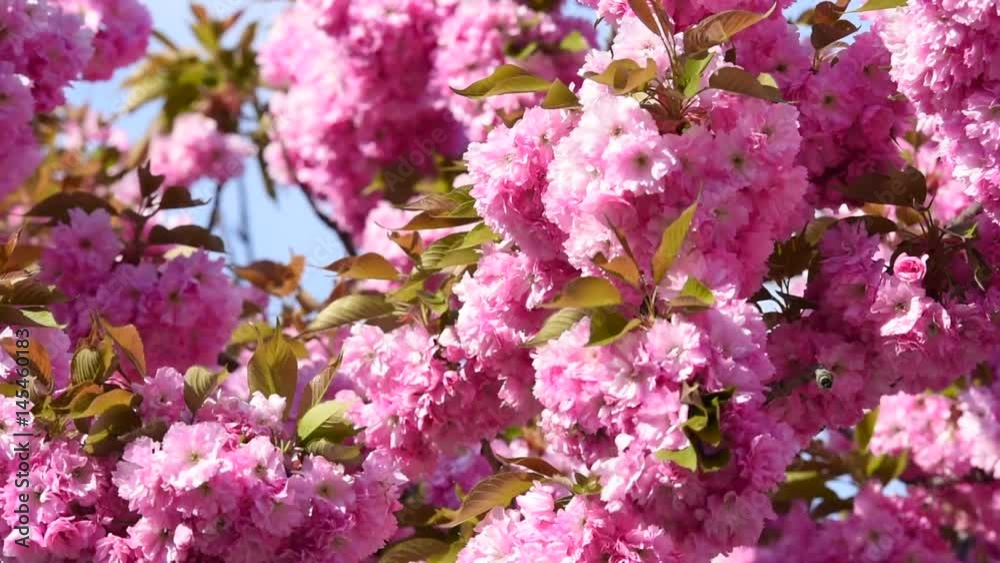 Beautiful pink flower tree, spring time