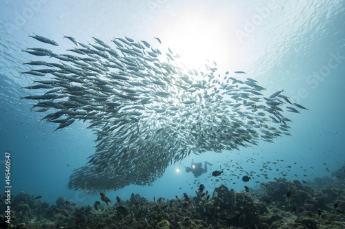 Unterwasser - Riff - Fisch - Fischschwarm - Schwamm - Tauchen - Curacao - Karibik