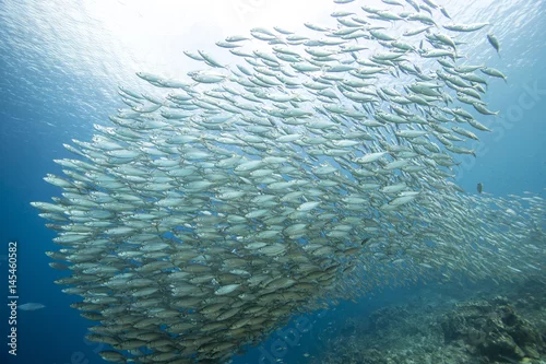 Fototapeta Unterwasser - Riff - Fisch - Fischschwarm - Schwamm  - Tauchen - Curacao - Karibik