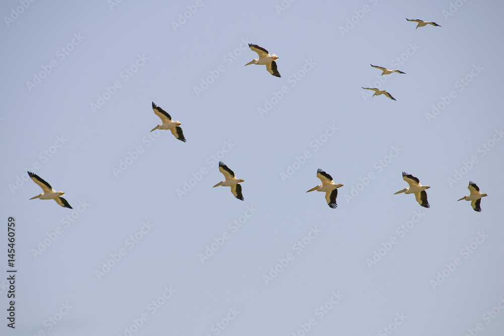 Formation of great white pelicans Formation of great white pelicans