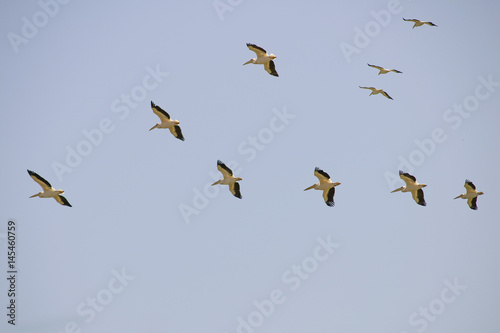 Formation of great white pelicans