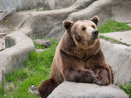 Eurasian brown bear (Ursus arctos arctos) on the rock photo