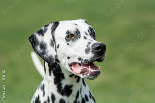 A young beautiful Dalmatian dog © popovj2