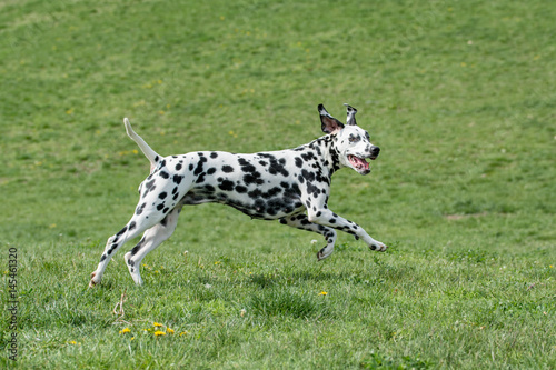 Adorable black Dalmatian dog outdoors in summer