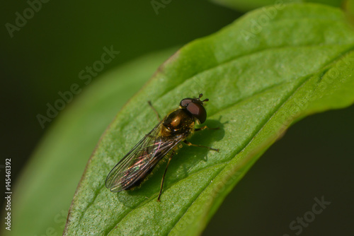 Schwebfliege sitzt auf einem Blatt