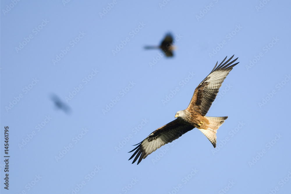 Obraz premium Red kites flying