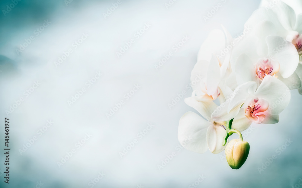 Viền hoa: Với những bông hoa tươi trên chiếc viền nhẹ nhàng, bạn sẽ cảm thấy nhẹ nhàng và thanh lịch hơn. Nét tinh tế và đầy cảm hứng của viền hoa sẽ mang lại sự tươi mới cho tất cả các thiết kế của bạn. 