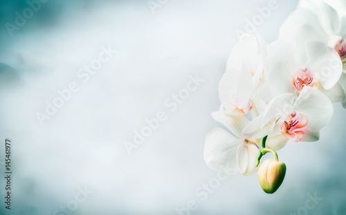 Floral border with Beautiful white orchid flowers at blue background. Nature , spa or wellness concept