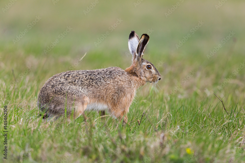 portrait of brown hare (Lepus europaeus) in green meadow portrait of brown hare (Lepus europaeus) in green meadow