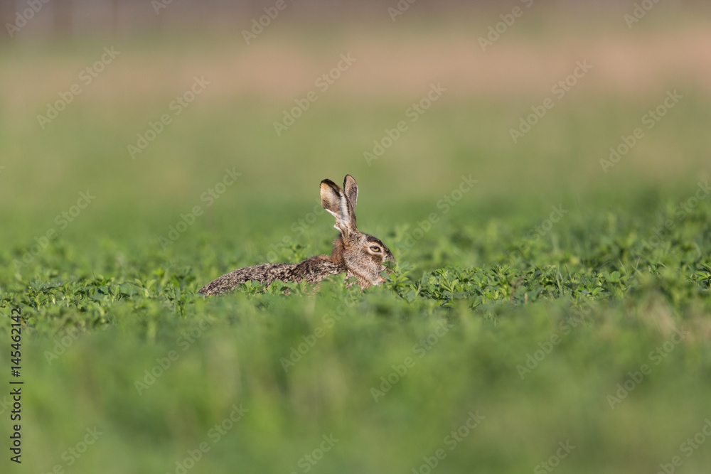 portrait of brown hare (Lepus europaeus) in green meadow portrait of brown hare (Lepus europaeus) in green meadow