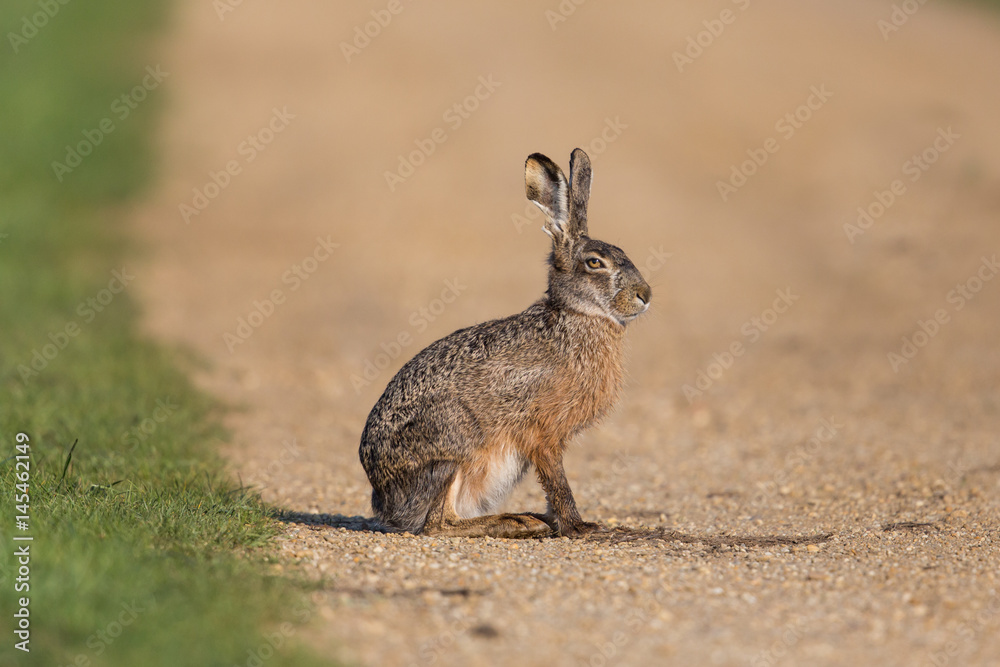 portrait of sitting brown hare (Lepus europaeus) portrait of sitting brown hare (Lepus europaeus)
