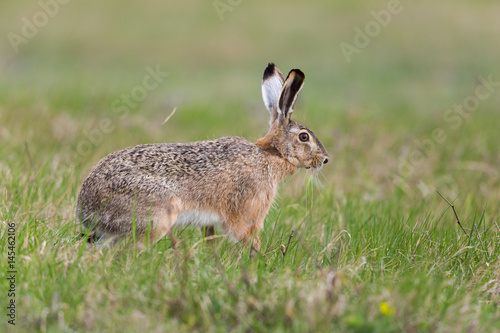 portrait of brown hare (Lepus europaeus) in green meadow