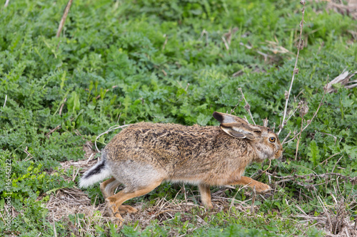 Fototapeta Naklejka Na Ścianę i Meble -  brown hare  (Lepus europaeus) in green meadow