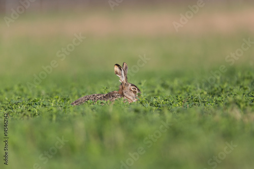 portrait of brown hare (Lepus europaeus) in green meadow