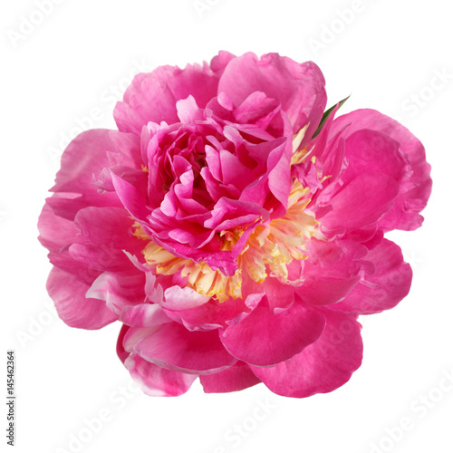 Pink peony flower with yellow stamens isolated on white background.