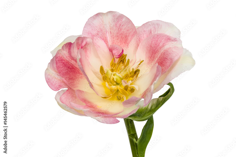 Flower of tulip, isolated on white background Flower of tulip, isolated on white background