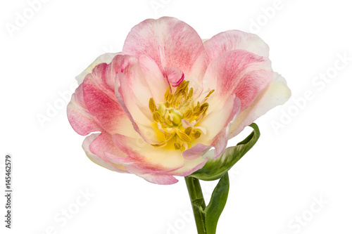 Flower of tulip  isolated on white background