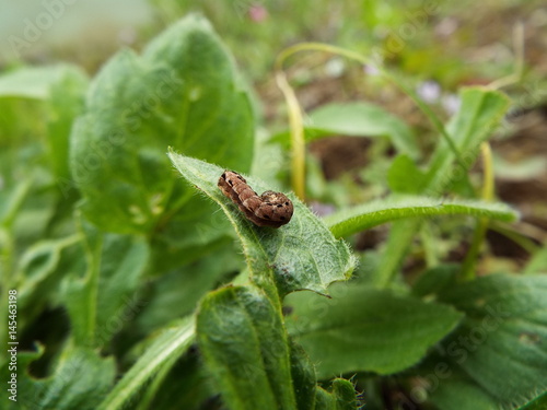 蛾の幼虫 larva of moth