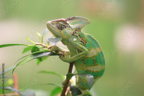 Veiled chameleon (Chamaeleo calyptratus) in Republic of Yemen