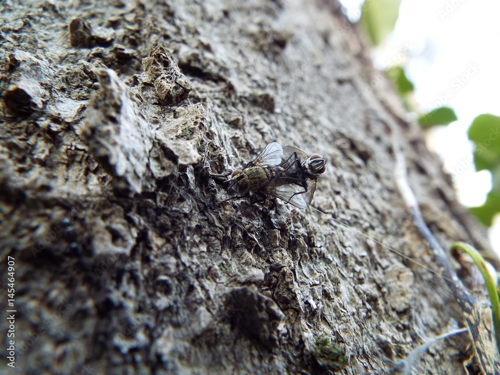 交尾中のハエ couple of fly 交尾中のハエ couple of fly