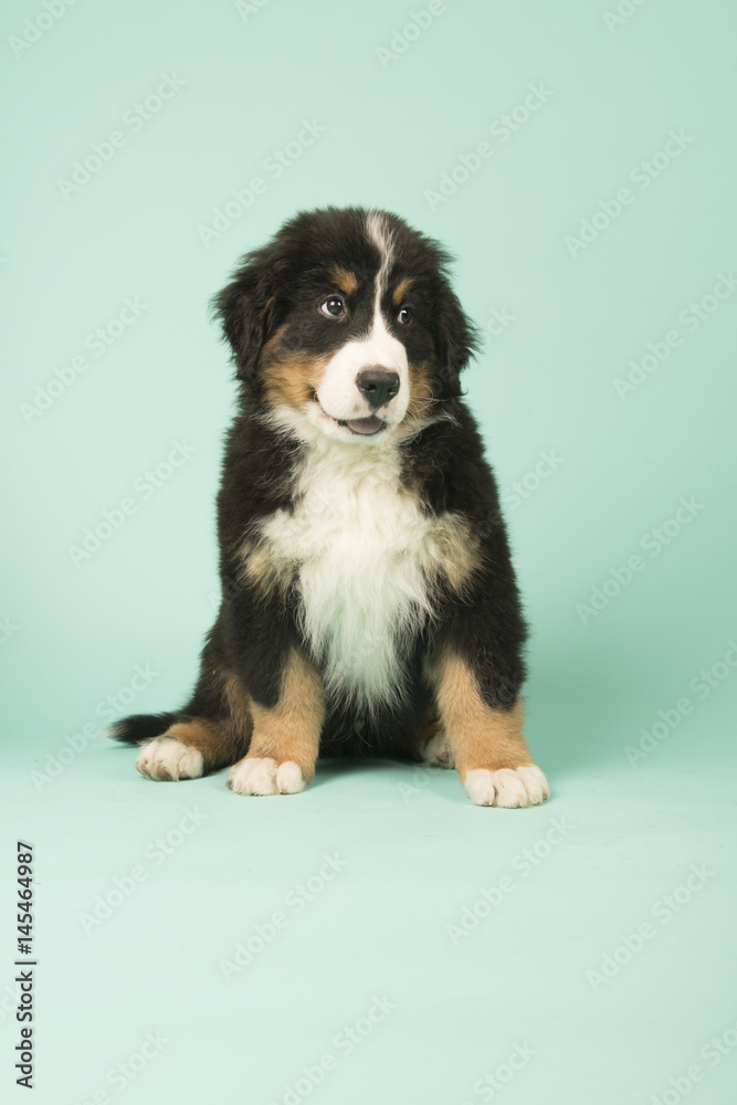 Bernese Mountain Dog puppy on green background