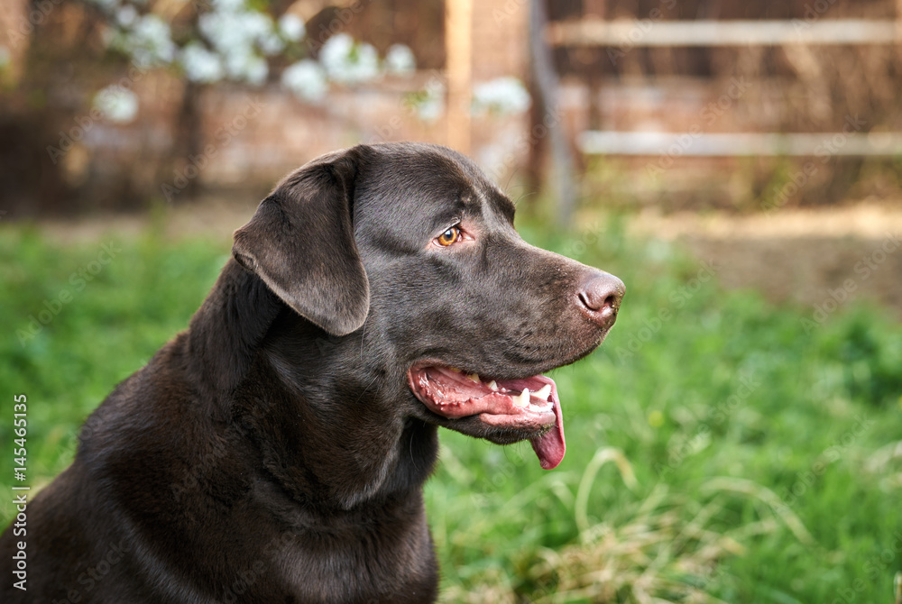 dog, nature, walk, animal, guard