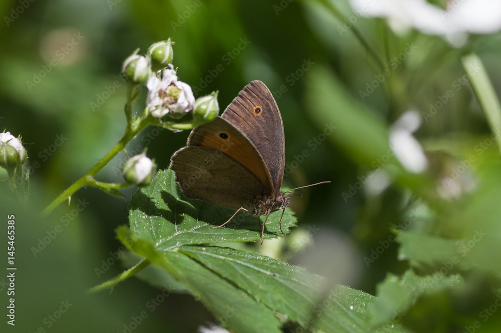 Obraz premium Großes Ochsenauge