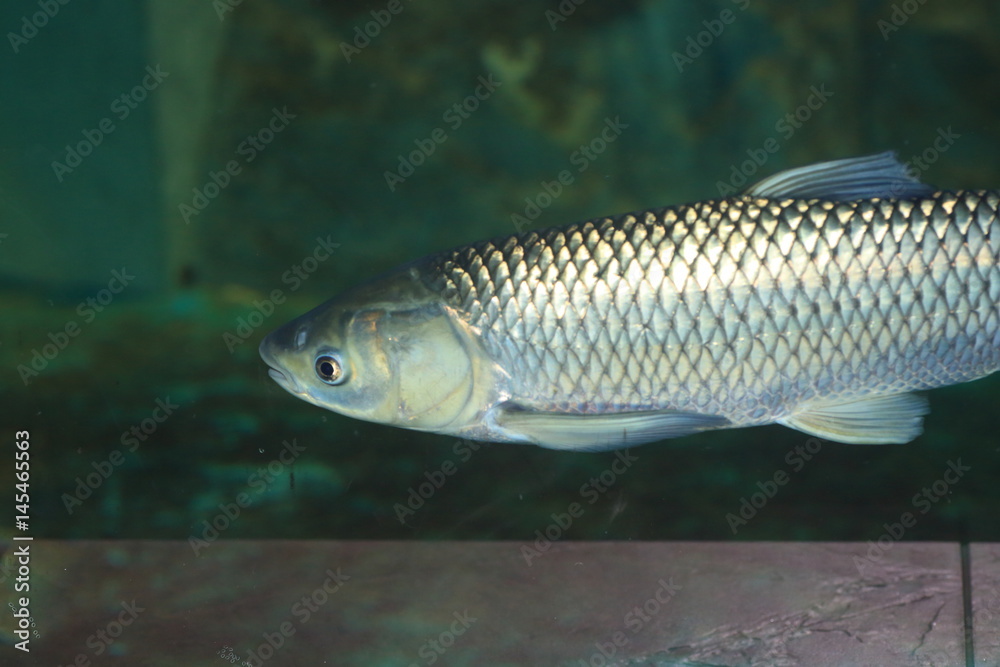 Grass carp (Ctenopharyngodon idellus) in Japan Grass carp (Ctenopharyngodon idellus) in Japan